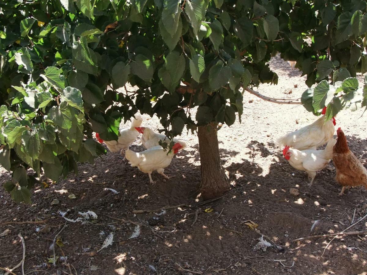 Il Filo Di Paglia Bed & Breakfast Comiso Dış mekan fotoğraf
